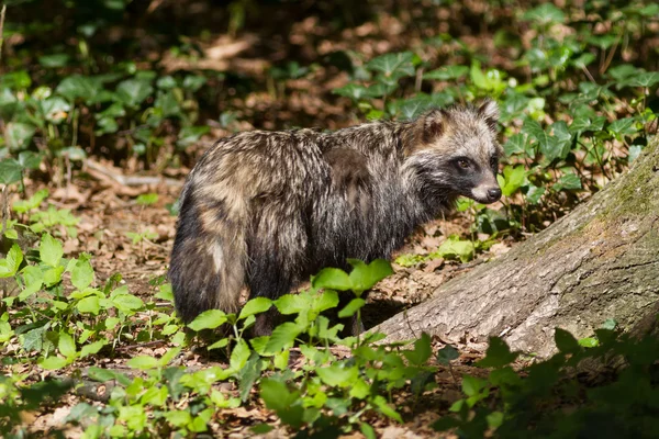 Raccoon dog on the grass, — Stock Photo, Image