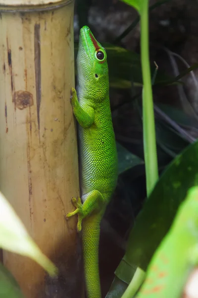 Madagascar gecko día gigante — Foto de Stock