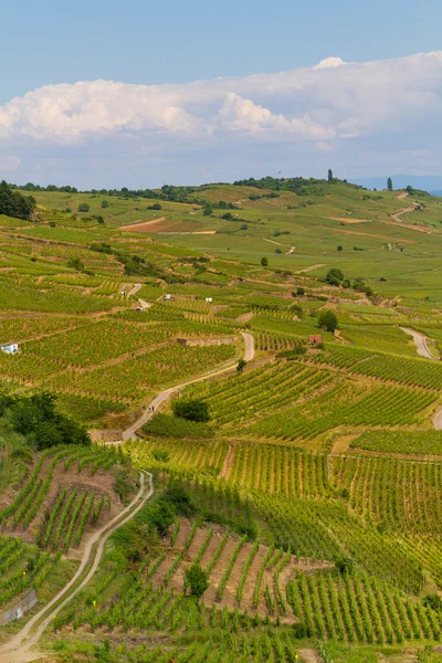 Paisagem com vinhas de rota de vinho. França, Alsácia 15 de maio de 2015 — Fotografia de Stock