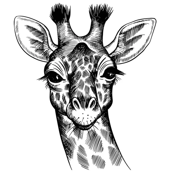 Sekiz, on bir, beş, dört, dokuz, bir, yedi, altı, on, üç, on iki,