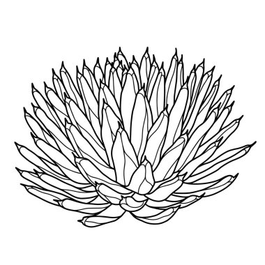 Sekiz, on bir, beş, dört, dokuz, bir, yedi, altı, on, üç, on iki,