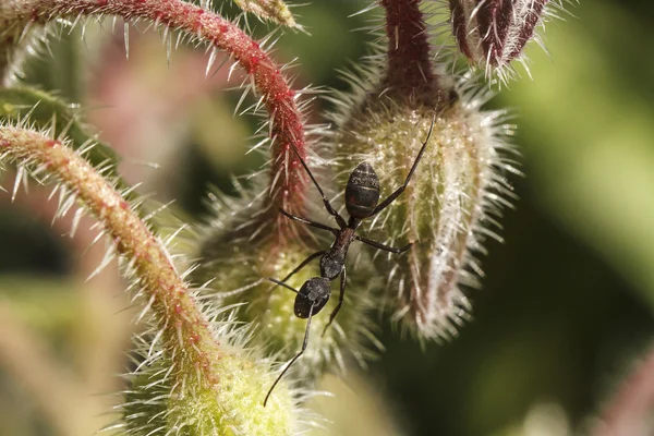 Flowers and insects — Stok fotoğraf