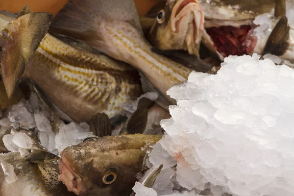 Peixe fresco no mercado — Fotografia de Stock