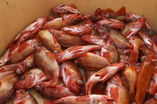 Peixe fresco no mercado — Fotografia de Stock