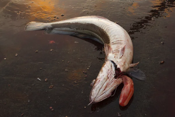 Poisson frais sur le marché — Photo