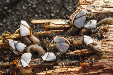 Pazarda taze deniz ürünleri