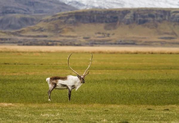 Kuzey Avrupa'nın reindeers — Stok fotoğraf