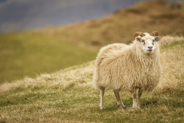 İzlandalı koyun — Stok fotoğraf