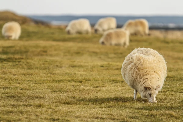 İzlandalı koyun — Stok fotoğraf