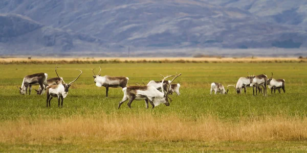 Renas em Norte da Europa Fotos De Bancos De Imagens