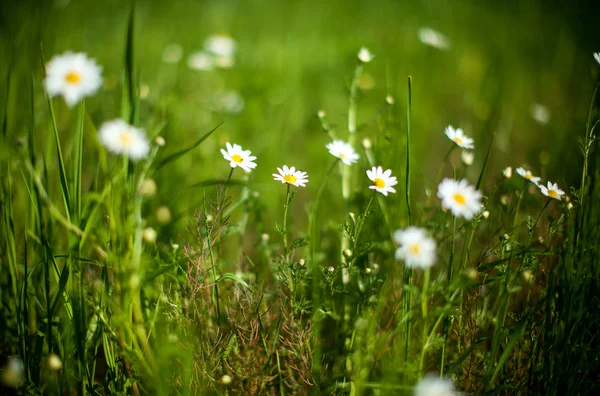 Gänseblümchen auf der Wiese — Stockfoto