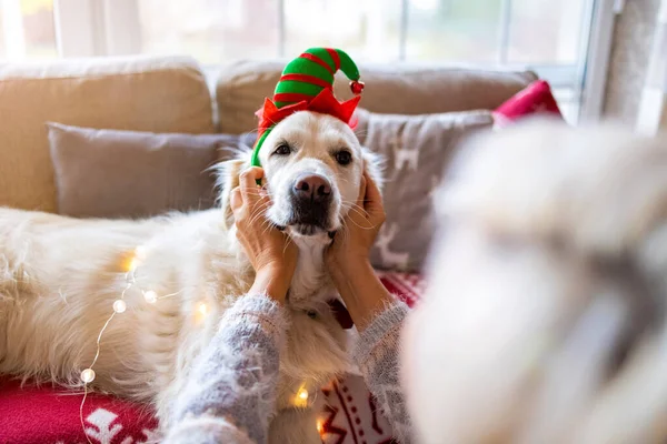 Mulher Seu Cão Desfrutando Natal Juntos Casa — Fotografia de Stock