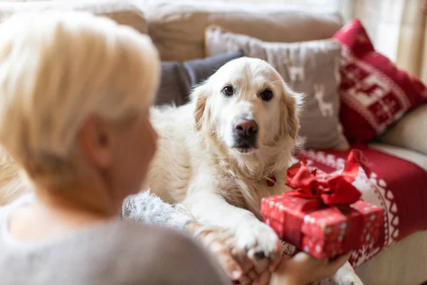 Vrouw Haar Hond Genieten Samen Van Kerstmis Thuis — Stockfoto