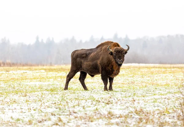 Европейский Бизон Bison Bonasus Лесу Бяовиза Зимний День Стоковое Фото