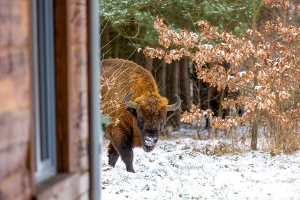 Европейский Бизон Bison Bonasus Лесу Бяовиза Зимний День Лицензионные Стоковые Изображения