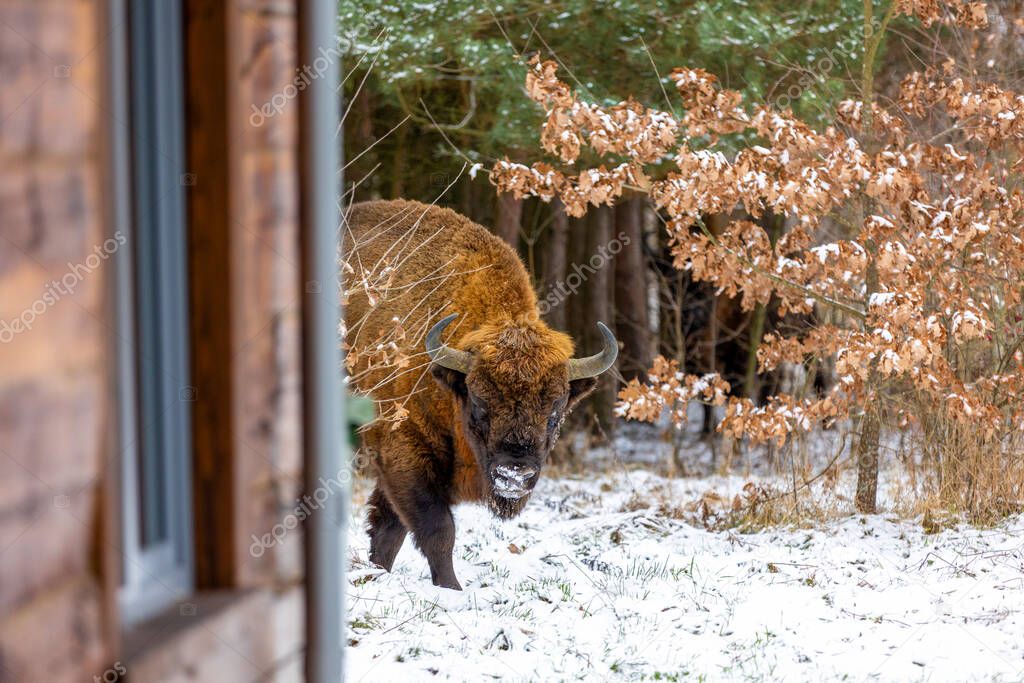 European bison (bison bonasus)in the Biaowieza Forest  in winter day