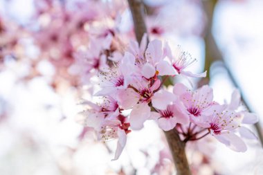 İlkbaharda çiçek açan bir elma dalı.