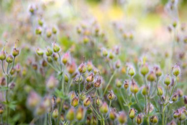 Yazın güneşli tarlada birçok pembe çayır, gündoğumunda yabani çiçekler.