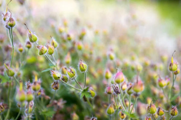 Viele Rosa Wiesenwildblumen Sommer Sonniges Feld Morgen Sonnenaufgang — Stockfoto