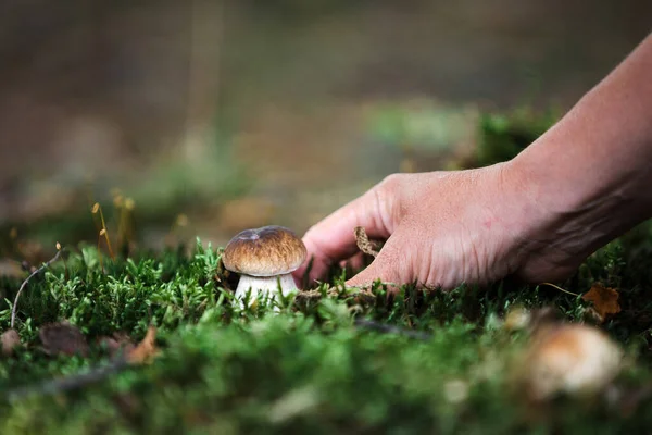 Cueillette Champignons Dans Les Bois — Photo