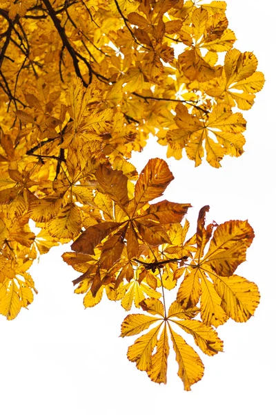 Feuilles jaunes d'automne sur fond blanc Photo De Stock