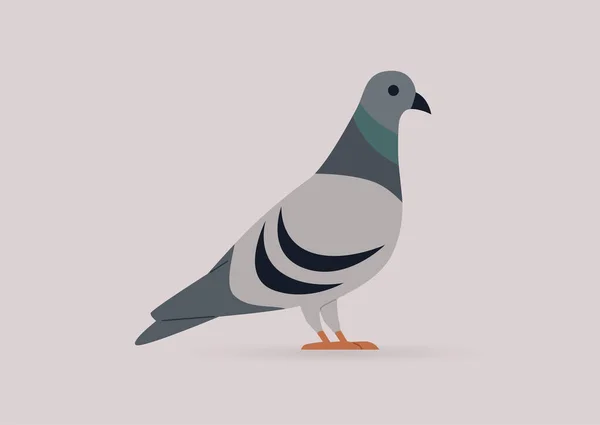 Une Image Isolée Pigeon Une Faune Oiseaux Urbains — Image vectorielle