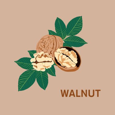 Olgun ceviz, ceviz, meyve, yeşil ağaç dalı.