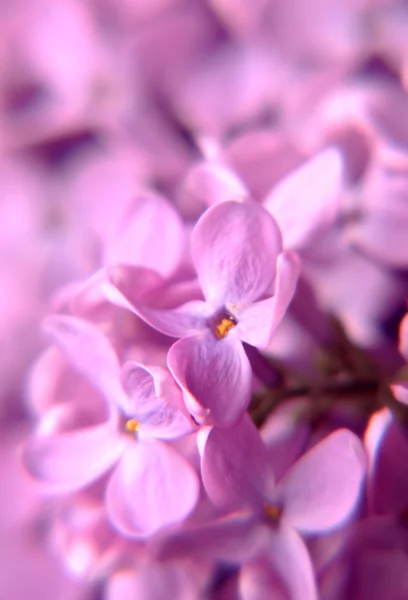 Makro Lila çiçek — Stok fotoğraf