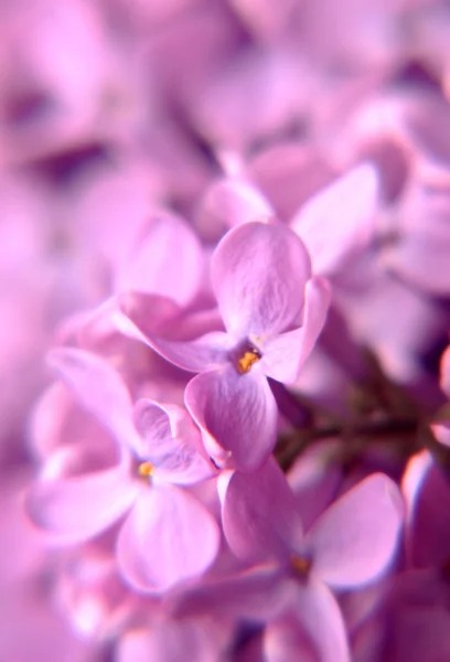 ライラックの花のマクロ — ストック写真