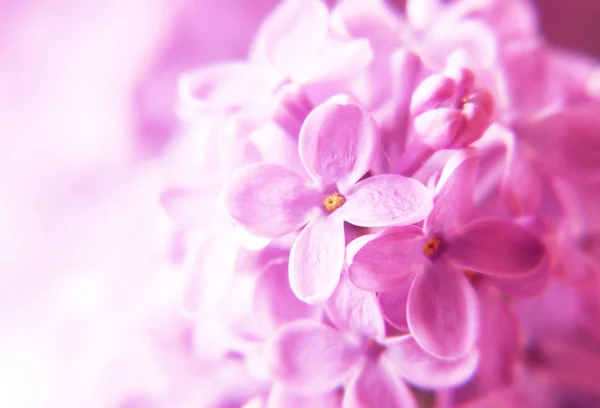 Macro di fiori lilla — Foto Stock