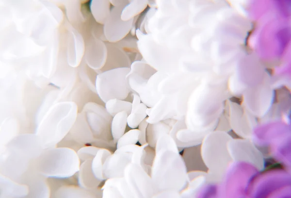 Macro de flores de cor lilás — Fotografia de Stock