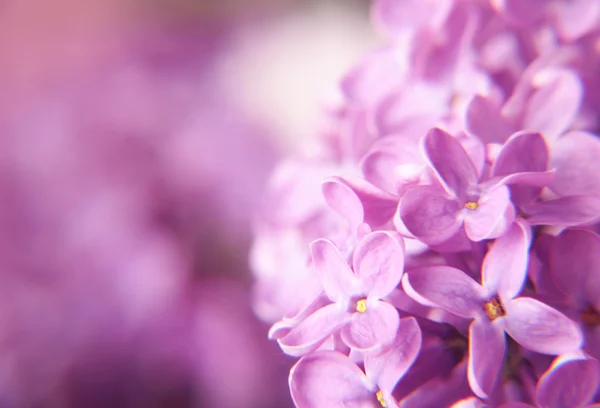 Macro de flores lila — Foto de Stock