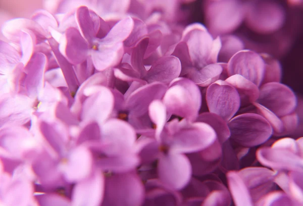 ライラックの花のマクロ — ストック写真