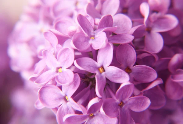 Makro kwiatów bzu — Zdjęcie stockowe