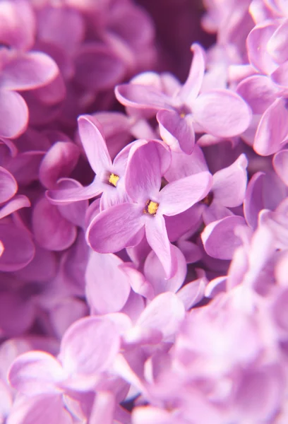 Макро из лиловых цветов — стоковое фото