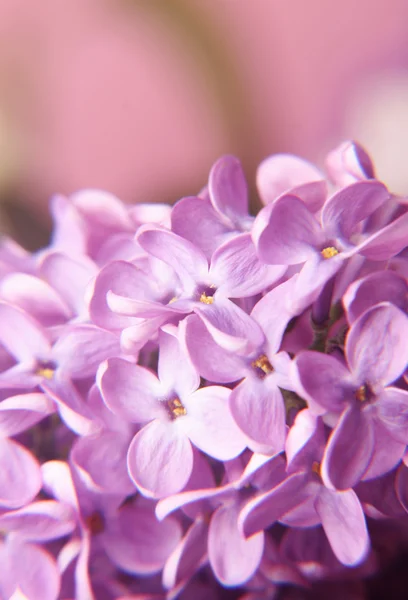 Makro kwiatów bzu — Zdjęcie stockowe