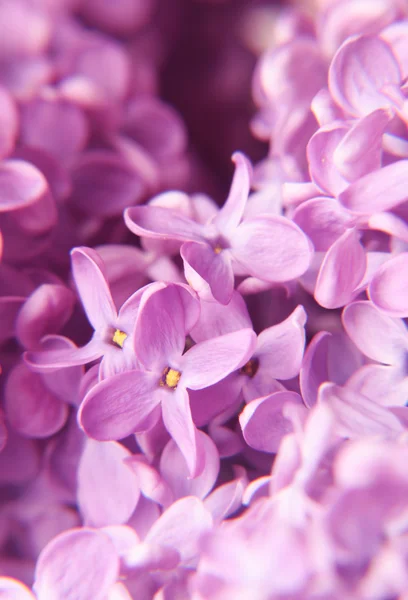 Макро из лиловых цветов — стоковое фото