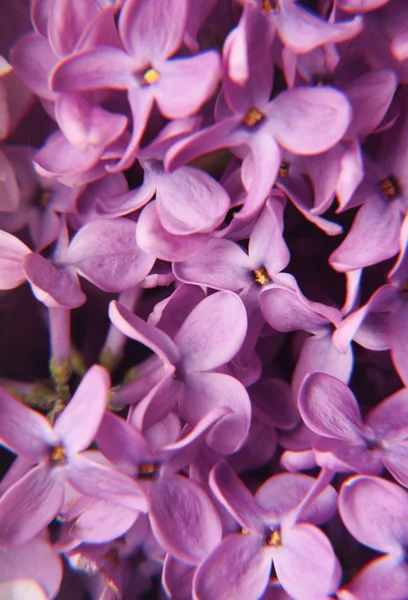 Μακροεντολή ιώδη λουλούδια — Φωτογραφία Αρχείου