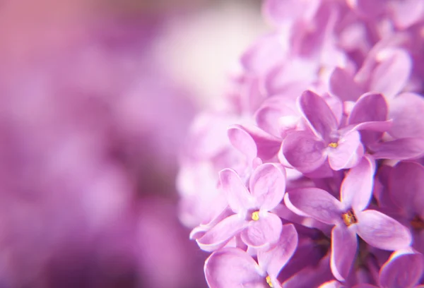 Macro de flores de cor lilás Fotografias De Stock Royalty-Free