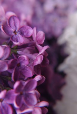 Makro Lila çiçek