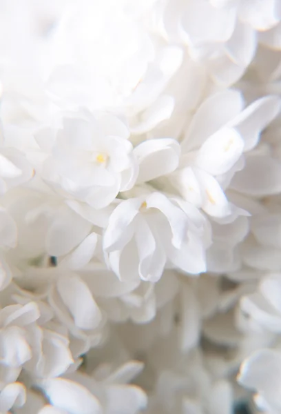 Macro de flores de cor lilás — Fotografia de Stock