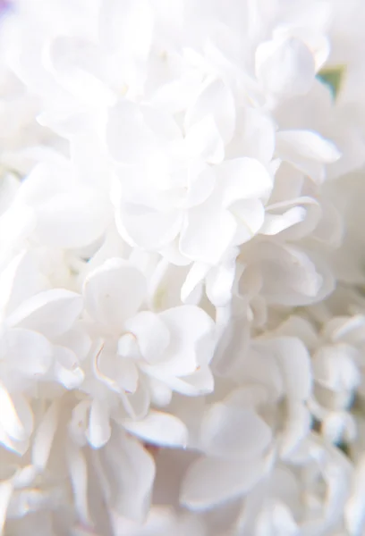 Macro of lilac flowers — Stock Photo, Image