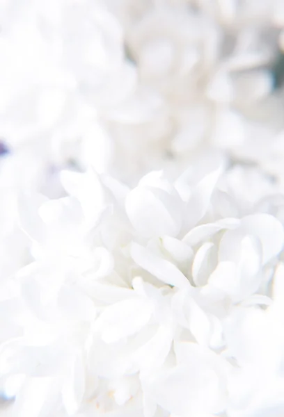 Macro de fleurs de lilas — Photo