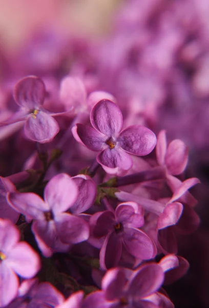 ライラックの花のマクロ — ストック写真