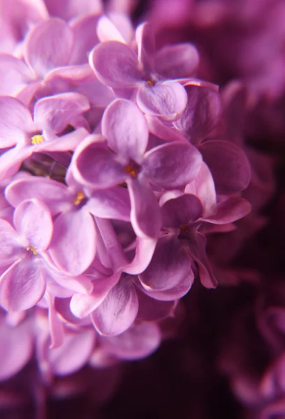 ライラックの花のマクロ — ストック写真