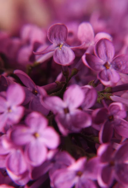 Macro de flores lila — Foto de Stock