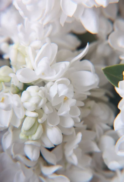 Makro lila blommor — Stockfoto
