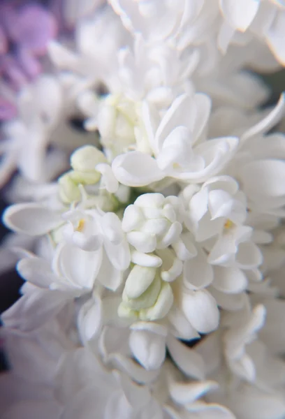 Makro květy — Stock fotografie