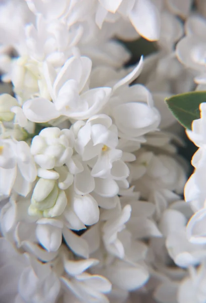 Macro of lilac flowers — Stock Photo, Image