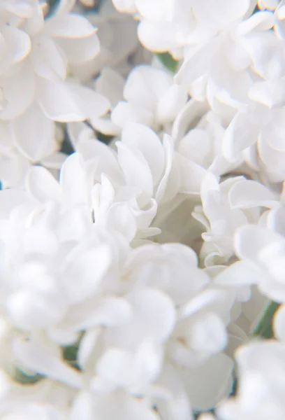 Macro de flores de cor lilás — Fotografia de Stock